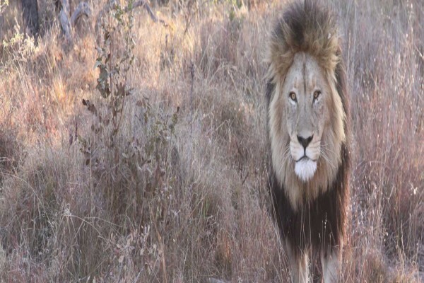 Sekala Private Game Lodge