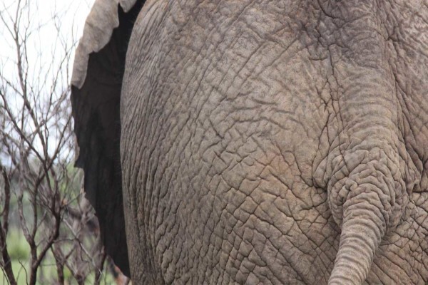 Sekala Private Game Lodge