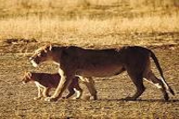 Stay In Africa