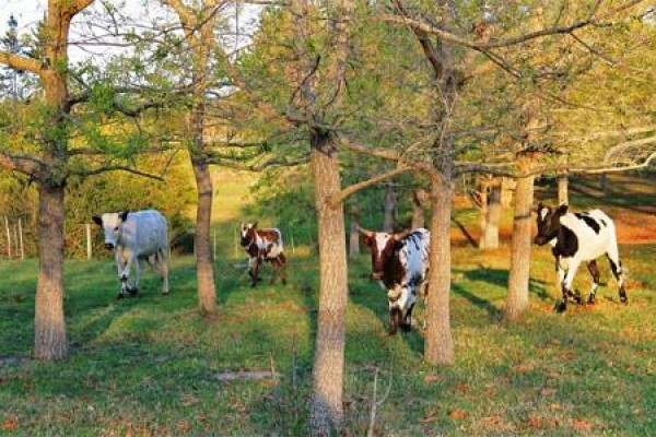 Bellamanga Country House