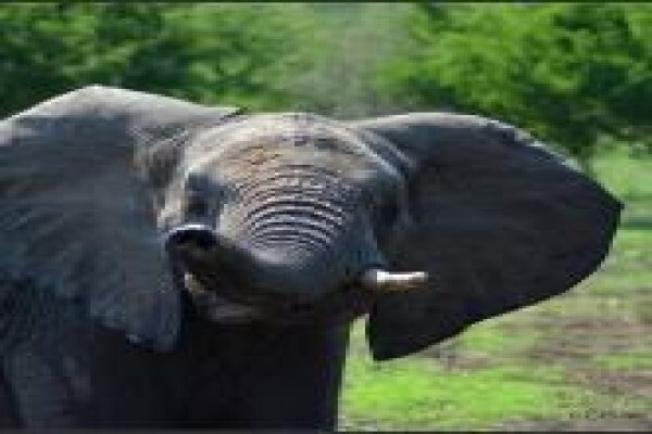 Discover Kruger National Park