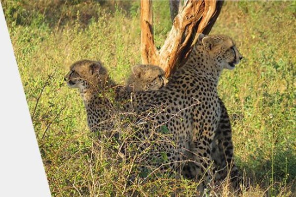 Discover Kruger National Park