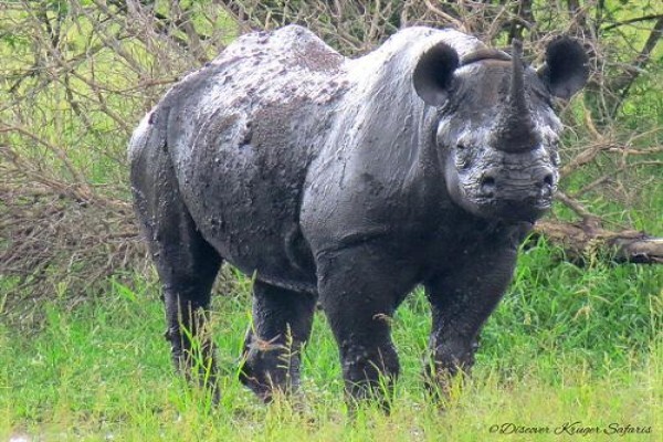 Discover Kruger National Park