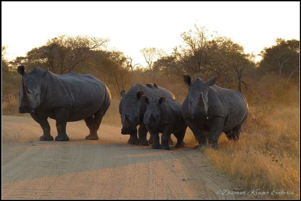 Discover Kruger National Park