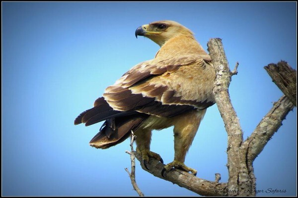 Discover Kruger National Park
