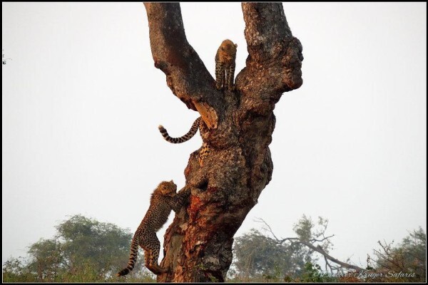 Discover Kruger National Park