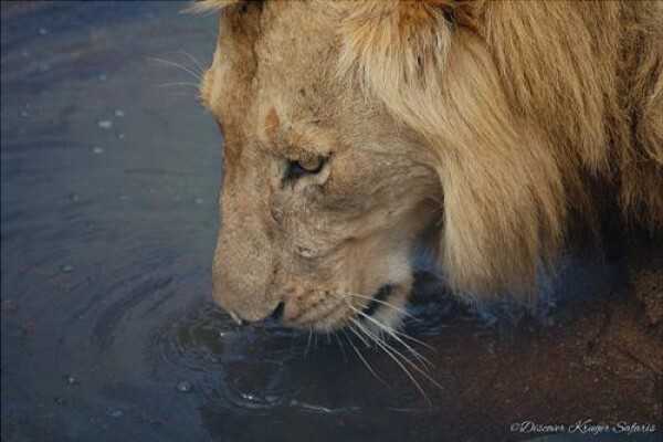 Discover Kruger National Park