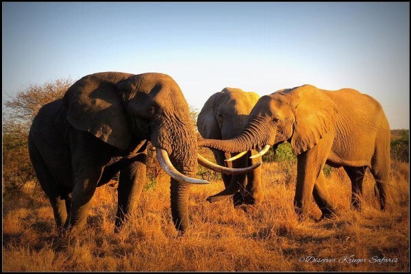 Discover Kruger National Park