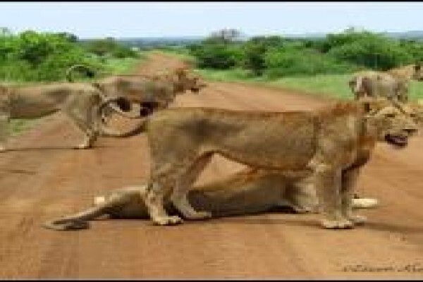 Discover Kruger National Park
