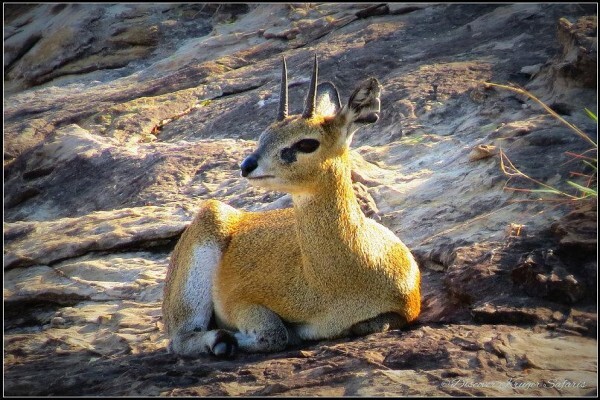 Discover Kruger National Park