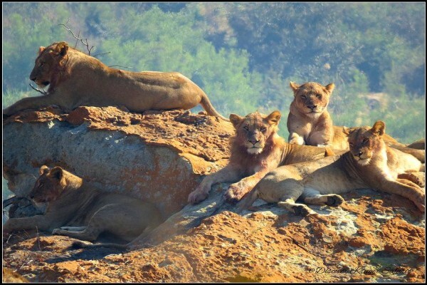 Discover Kruger National Park