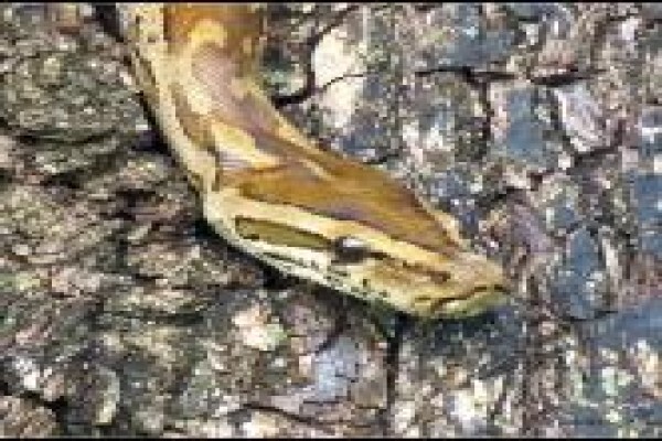 Discover Kruger National Park