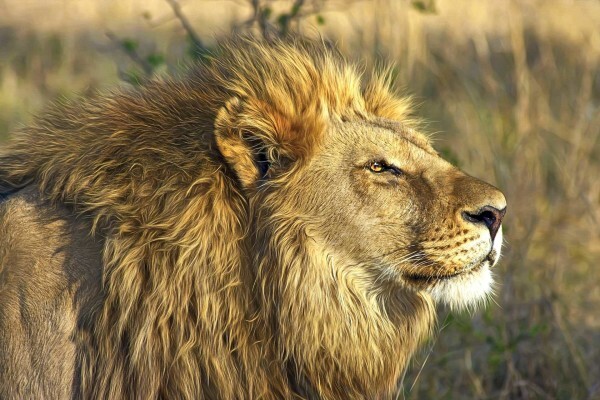 Lodges In Africa