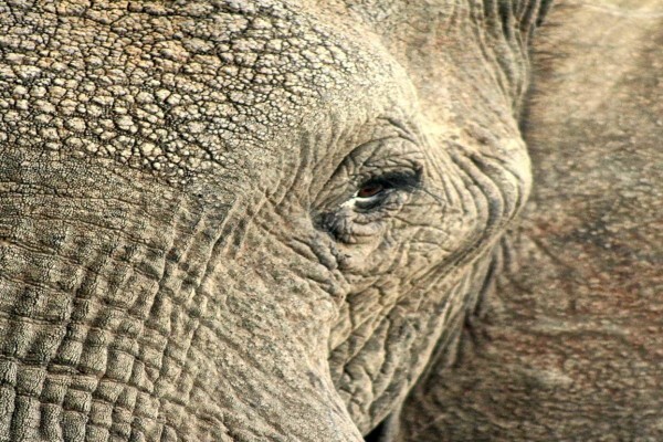 Lodges In Africa