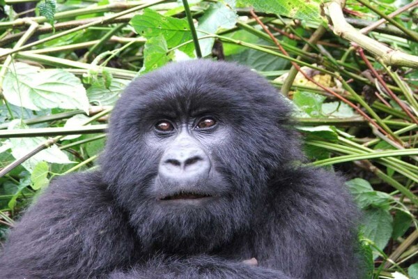 Lodges In Africa