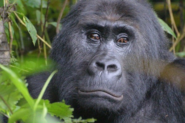 Lodges In Africa