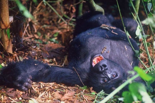 Lodges In Africa