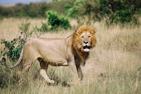 Lodges In Africa