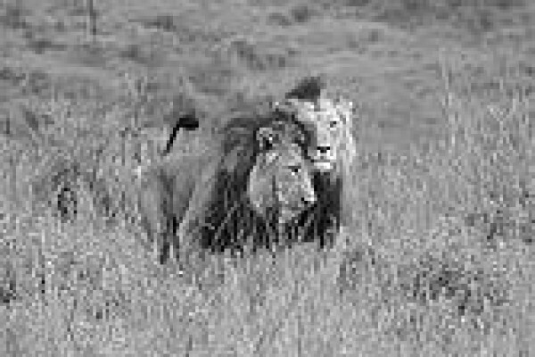 Esiweni Lodge