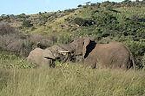 Esiweni Lodge