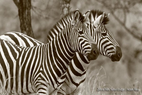 Zebra Hills
