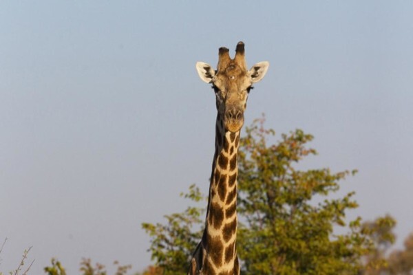 Zebra Hills