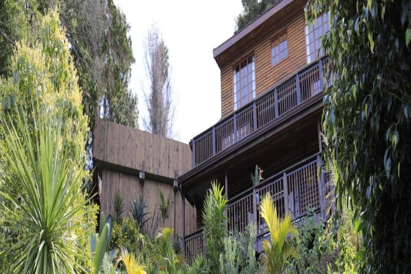 Big Tree House