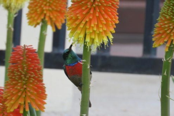 Langeberg Guest Lodge