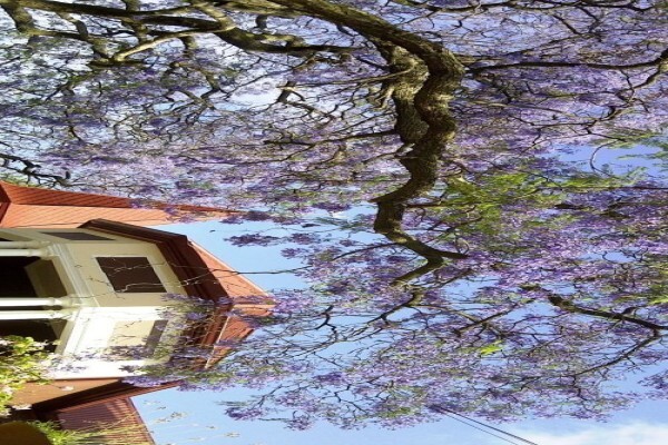 Melvin Residence Guest House