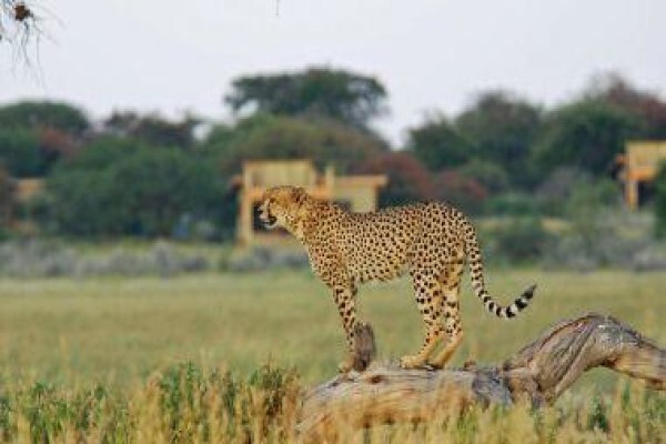 Safari Online