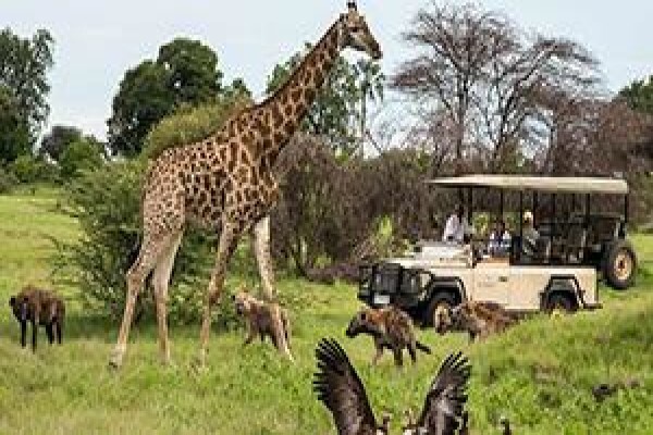 Safari Online