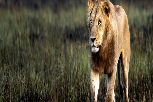 Safari Online