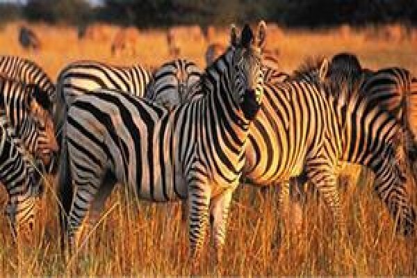 Safari Online
