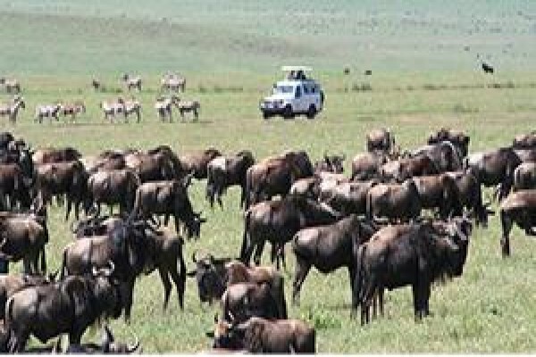 Safari Online