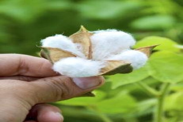 Cotton