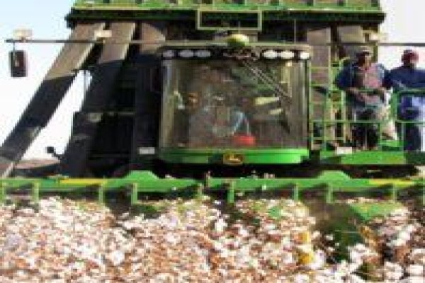Cotton