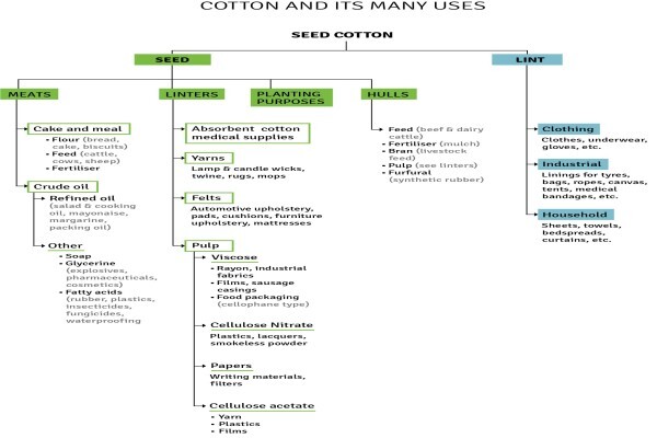 Cotton