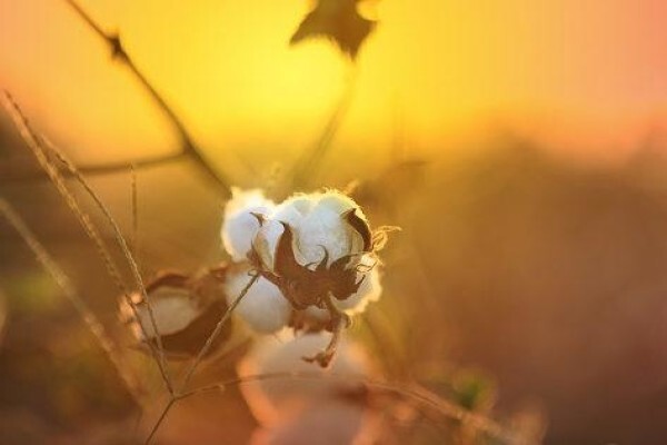 Cotton