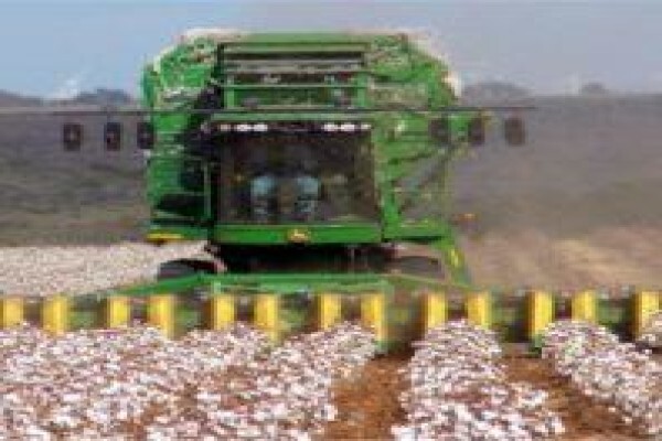 Cotton