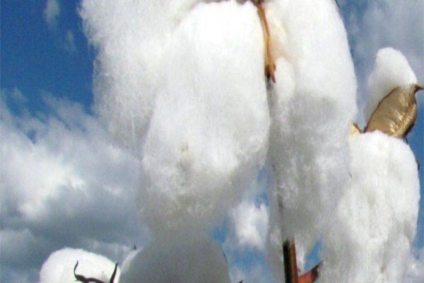 Cotton