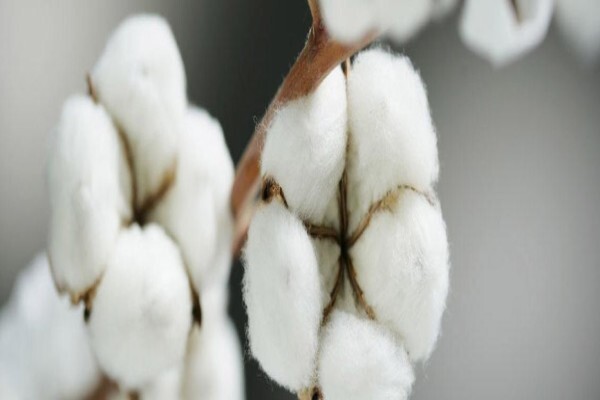 Cotton