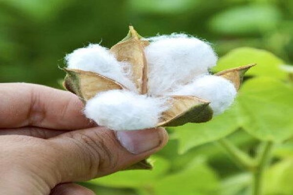 Cotton