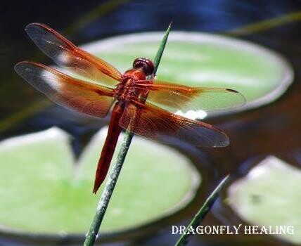 Dragonfly Healing