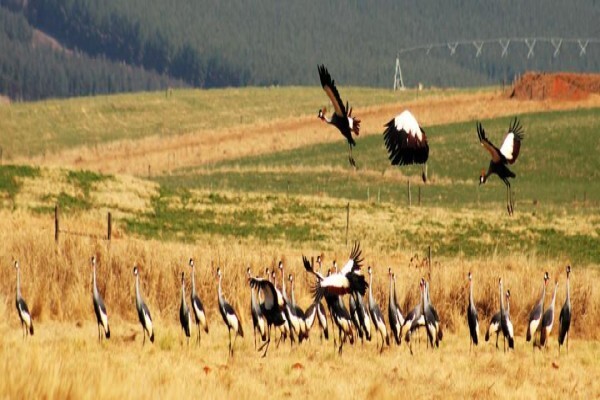 Karkloof Conservation
