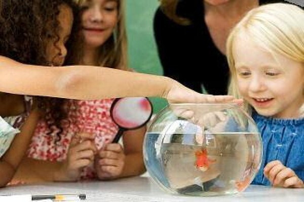 Tygervalley Montessori