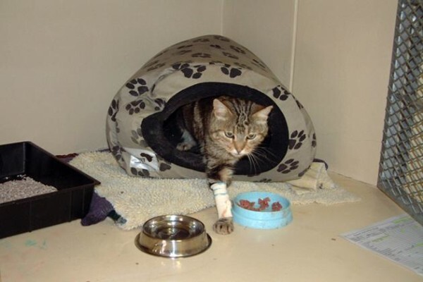 Cape Animal Medical Centre