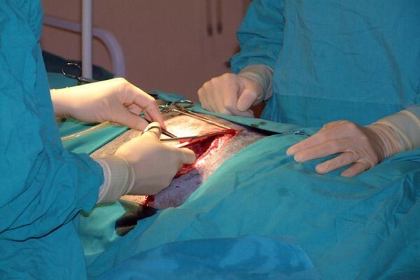 Cape Animal Medical Centre
