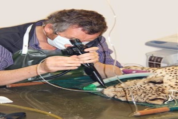 Cape Animal Medical Centre