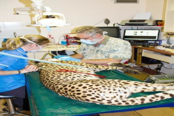 Cape Animal Medical Centre