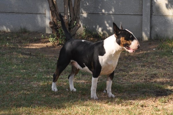 Zingora Bull Terriers